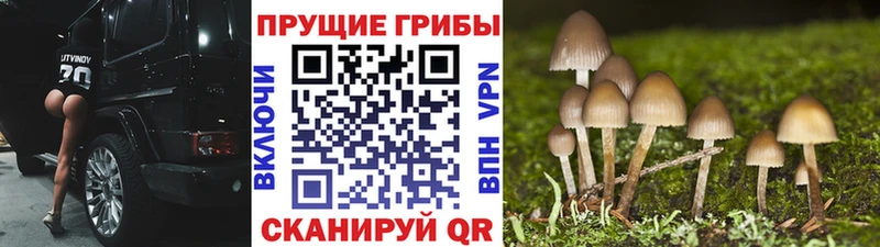 Псилоцибиновые грибы GOLDEN TEACHER  купить наркотики цена  Кунгур 